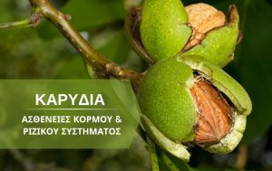 Καρυδιά – Προληπτικά μέτρα καταπολέμησης ασθενειών κορμού και ριζικού συστήματος
