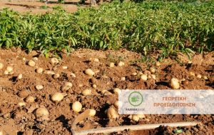 Σε ευπαθής στάδιο βρίσκονται οι πατατοφυτείες από προσβολές παθογόνων και εντόμων