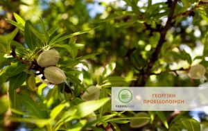 Εχθροί και Ασθένειες στην ολοκλήρωση του σχηματισμού καρπών της Αμυγδαλιάς
