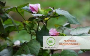 Βαμβάκι: Οδηγός σωστής παρακολούθησης της καλλιέργειας κατά την ανθοφορία