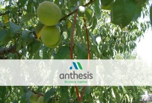 Νέα οριστική έγκριση ISONET LR, για την καταπολέμηση του Φυλλοδέτη σε Μηλοειδή και Πυρηνόκαρπα