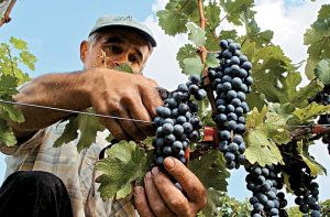 Έρχονται χρηματικά πρόστιμα σε όσους δεν υποβάλλουν υποχρεωτική Δήλωση Συγκομιδής