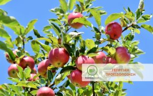 Αύξηση των συλλήψεων της καρπόκαψας σε Μηλιές