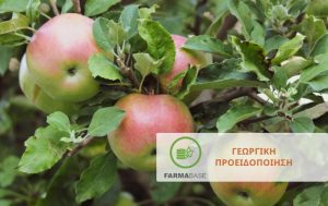 Φυτοπροστασία μηλοειδών: Αυξημένη η 2η πτήση της καρπόκαψας