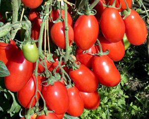 Διαπιστώσεις προσβολών σε Τομάτες Θερμοκηπίου