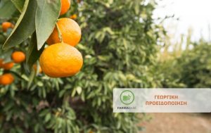 Η φυτοπροστασία των Εσπεριδοειδών κατά τους θερινούς μήνες.