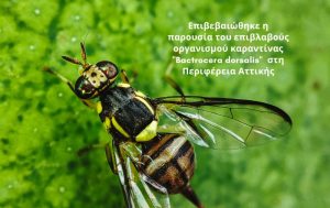 Επιβεβαιώθηκε η παρουσία του επιβλαβούς οργανισμού καραντίνας “Bactrocera dorsalis”  στη Περιφέρεια Αττικής