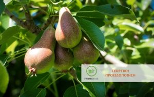Περίοδος Έξαρσης για την Ψύλλα της Αχλαδιάς – Τι Δείχνουν οι Παρατηρήσεις