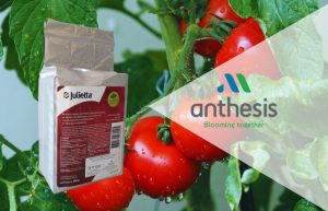 Μετά τις Βροχές…έρχεται το JULIETTA