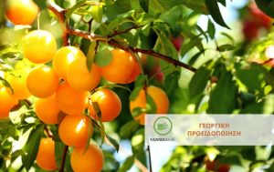 Πυρηνόκαρπα: Ασφαλείς επεμβάσεις φυτοπροστασίας λίγο πριν τη συγκομιδή