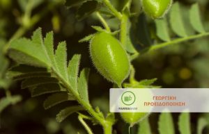 Διαπιστώσεις προσβολών από Περονόσπορο και Θρίπα σε καλλιέργειες Φακής