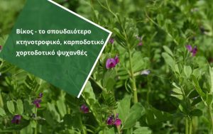 Βίκος –  Το πιο διαδομένο χειμερινό ψυχανθές στην Ελλάδα