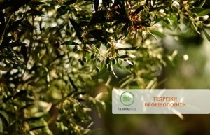 Συμπτώματα και τρόποι αντιμετώπισης ασθενειών & εχθρών στην ελιά