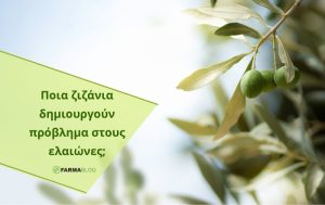 Διαχείριση ζιζανίων στην ελαιοκαλλιέργεια