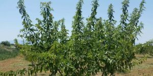 Άμεσοι ψεκασμοί και προληπτικά μέτρα σε Αμυγδαλεώνες