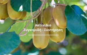 Συγκομιδή και συντήρηση Ακτινιδίου