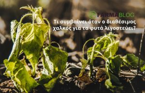 Τι συμβαίνει όταν ο διαθέσιμος χαλκός για τα φυτά λιγοστεύει?