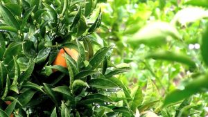 Καλλιεργητικά μέτρα για να αποφύγετε τις χωρίς έλεγχο επεμβάσεις σε Οπωρώνες