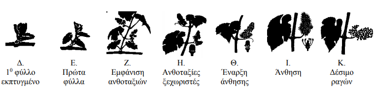 1ο ekptygmeno fyllo ews desimo ragwn