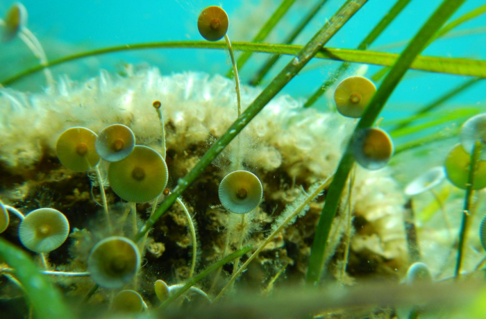 2 oceanacidifi