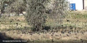 Επιθέσεις πτηνών σε οπωρώνες και τρόποι προστασίας