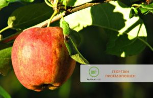 Χειμερινές επεμβάσεις σε Μηλιά-Αχλαδιά την περίοδο του ληθάργου – οφθαλμοί κλειστοί