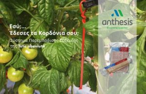 Εσύ;… Έδεσες τα Κορδόνια σου; | Isonet-T –Σύστημα Παρεμπόδισης Σύζευξης της Tuta absoluta