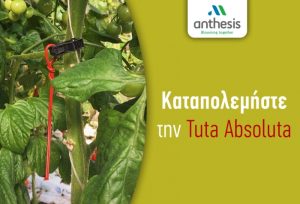Isonet-T για τον έλεγχο της Tuta… Αν θες να τη βγάλεις καθαρή και στη νέα φύτευση!