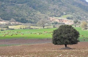 Οι συνδεδεμένες ενισχύσεις που θα ισχύσουν το 2017