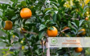 Φυτοπροστασία Εσπεριδοειδών από Μύγα Μεσογείου και Διαλευρώδης