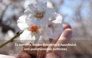 Σε ευπαθής στάδιο βρίσκεται η Αμυγδαλιά από μυκητολογικές ασθένειες