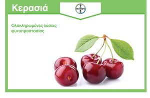 Kερασιά: Ολοκληρωμένη Λύση Φυτοπροστασίας από τη Βayer