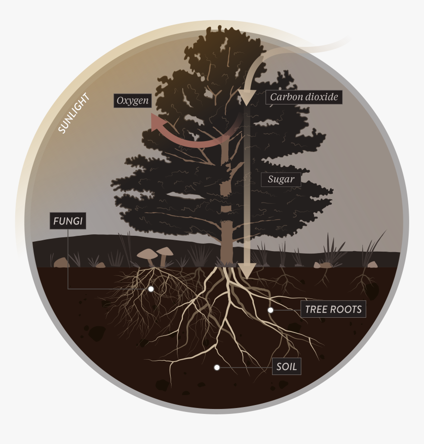251 2516566 mushrooms soil hd png download