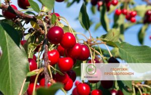Κερασιά: Ραγολέτιδα, Μύγα της Ασίας και Μονίλια