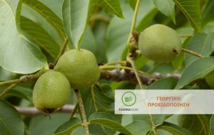 Συλλήψεις καρπόκαψας σε Καρυδιές