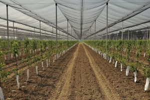 Τι πρέπει να γνωρίζουν οι παραγωγοί πριν την εγκατάσταση ενός οπωρώνα