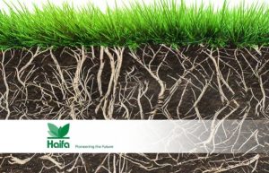 Ο ρόλος του φωσφόρου στα φυτά & τα πλεονεκτήματα του Haifa MKP