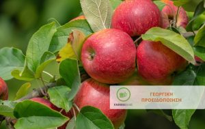 Επεμβάσεις για την Καρπόκαψα σε Μηλιές