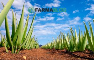 Καλλιέργεια αλόης (Aloe vera) και καλλιεργητικές τεχνικές