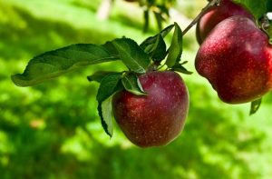 Χειµερινές προληπτικές επεµβάσεις σε Mηλιές και Αχλαδιές