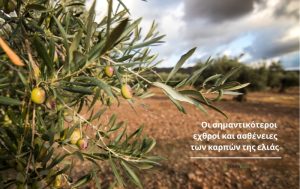 Έντομα και ασθένειες που προσβάλλουν τους καρπούς της ελιάς