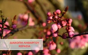 Τι θα συμβεί αν διακόψουμε το λήθαργο στη κερασιά;