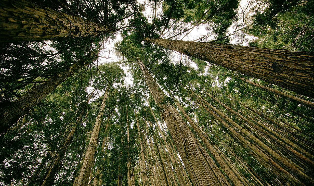 2927 forest 505860 1280