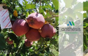 Anderline για τον έλεγχο του Τετρανύχου στα Δένδρα… Κάθε Φέτος και καλύτερα…