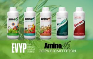 Τα εντυπωσιακά αποτελέσματα εφαρμογής του Amino16 σε Ελαιώνες και Τομάτα της Πελοποννήσου