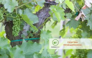 Επεμβάσεις φυτοπροστασίας στο Αμπέλι