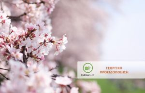 Μονίλια η μυκητολογική ασθένεια της κερασιάς και των υπόλοιπων πυρηνοκάρπων