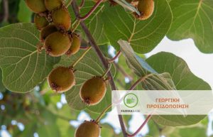 Βαμβακάδα & Βακτηριακό Έλκος σε Ακτινιδιές