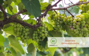 Ασθένειες και Εχθροί της Αμπέλου