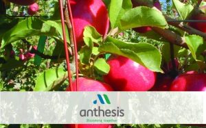 Κομφούζια από την ANTHESIS, για την καταπολέμηση των εχθρών της παραγωγής